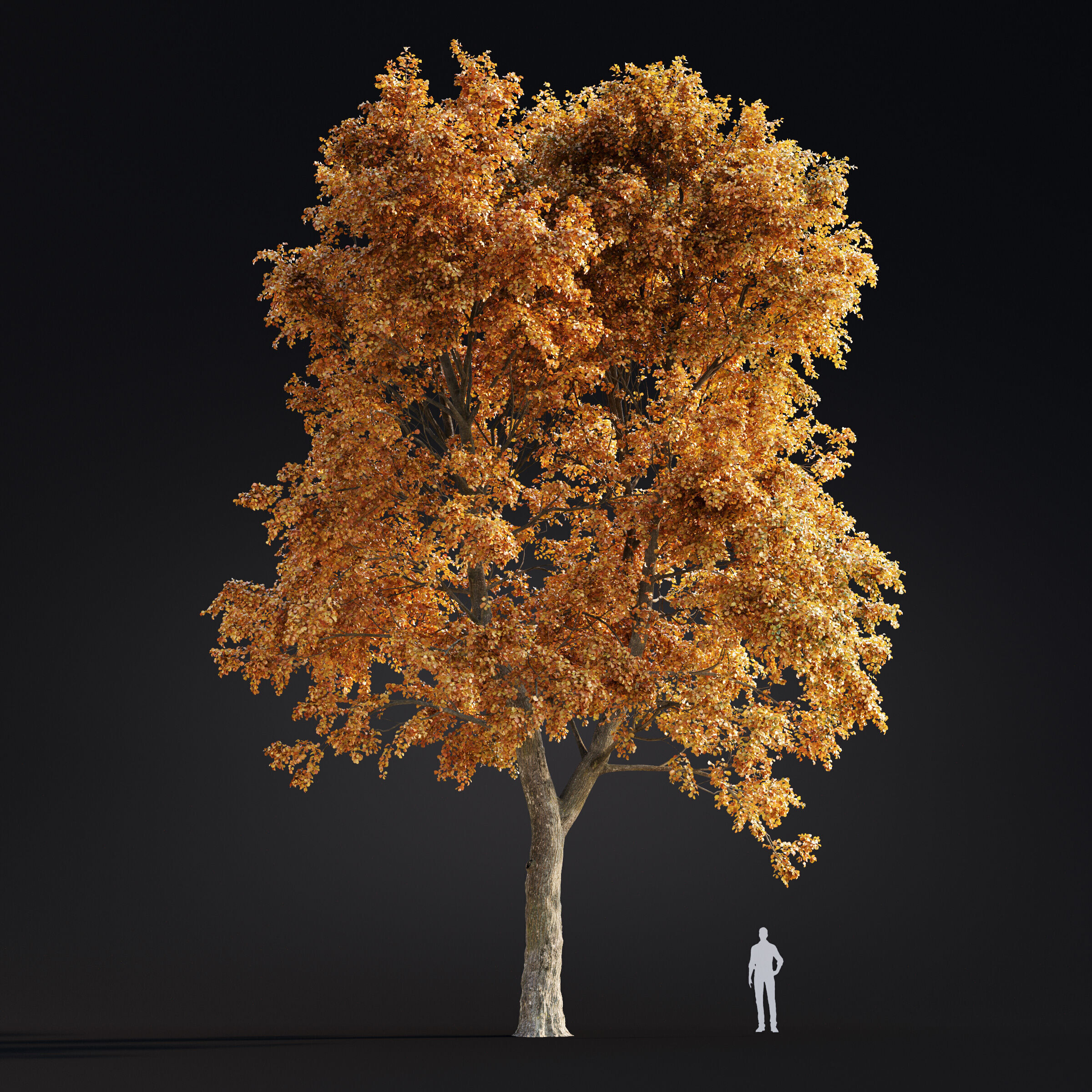 Archmodels vol 299 - summer and autumn trees 3D model_41