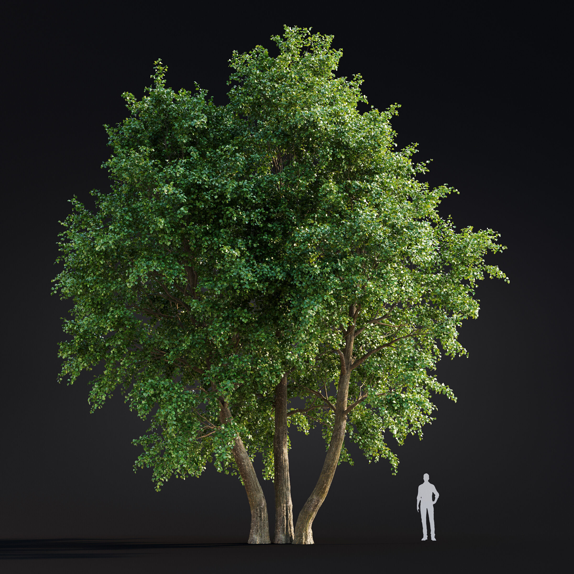 Archmodels vol 299 - summer and autumn trees 3D model_38