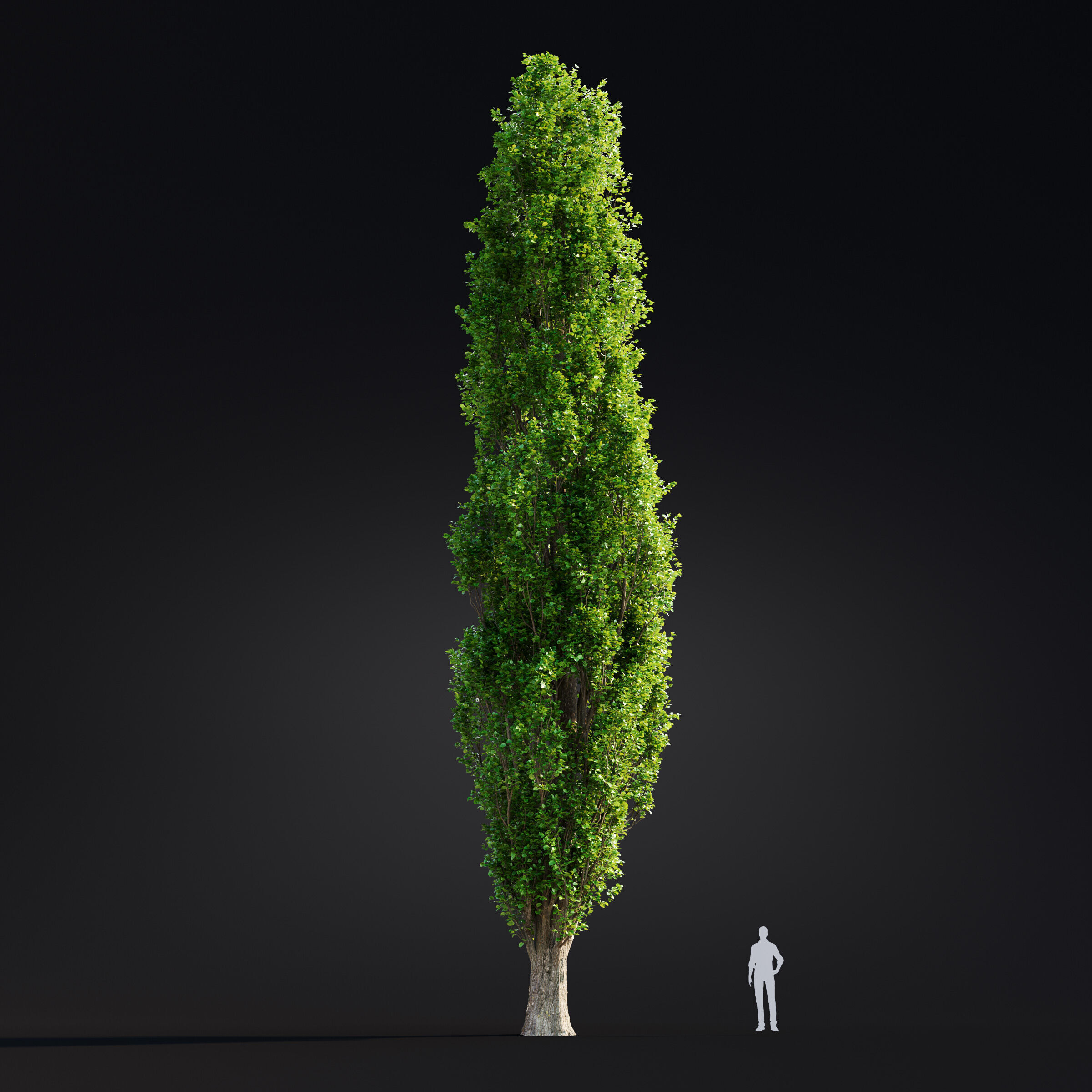 Archmodels vol 299 - summer and autumn trees 3D model_52