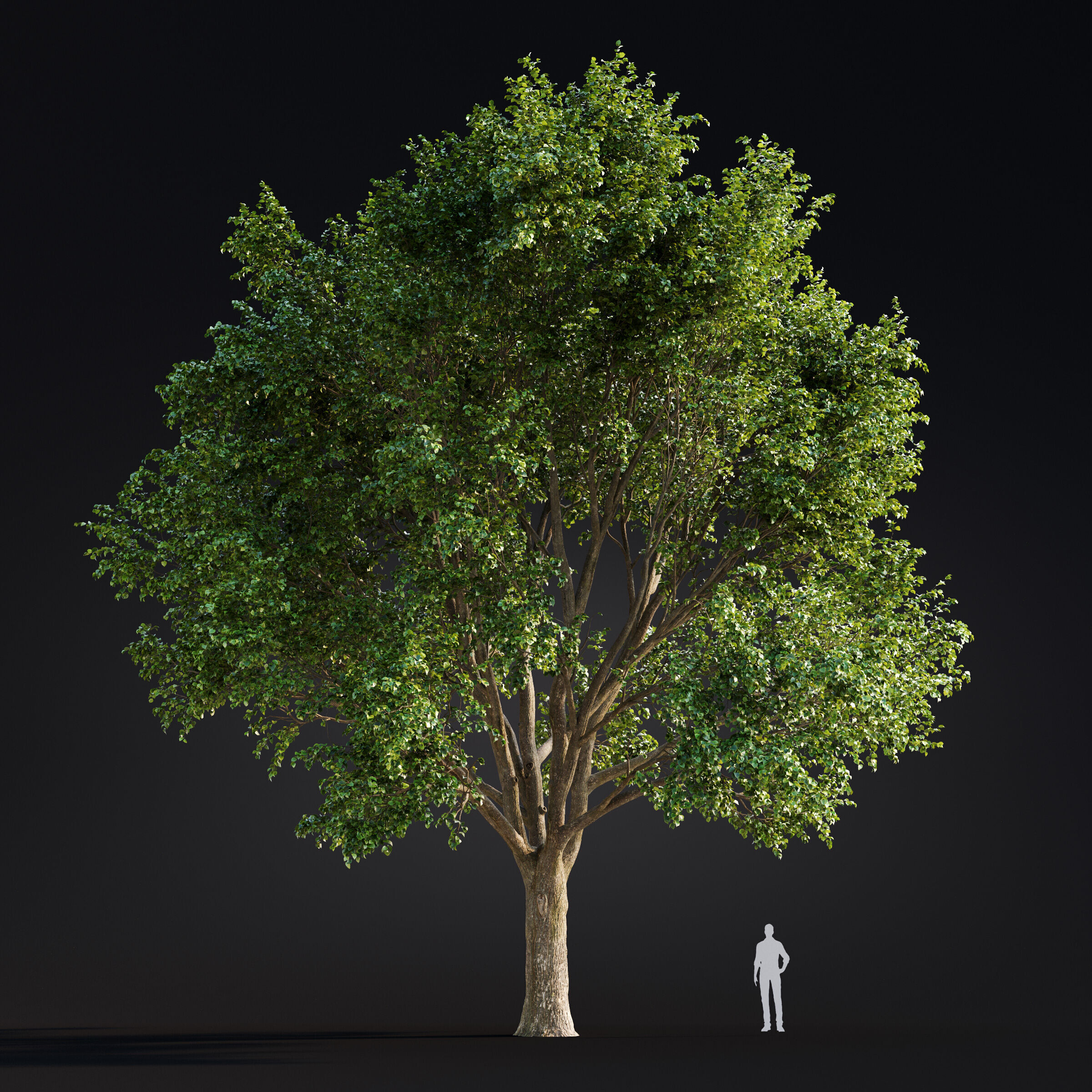 Archmodels vol 299 - summer and autumn trees 3D model_44