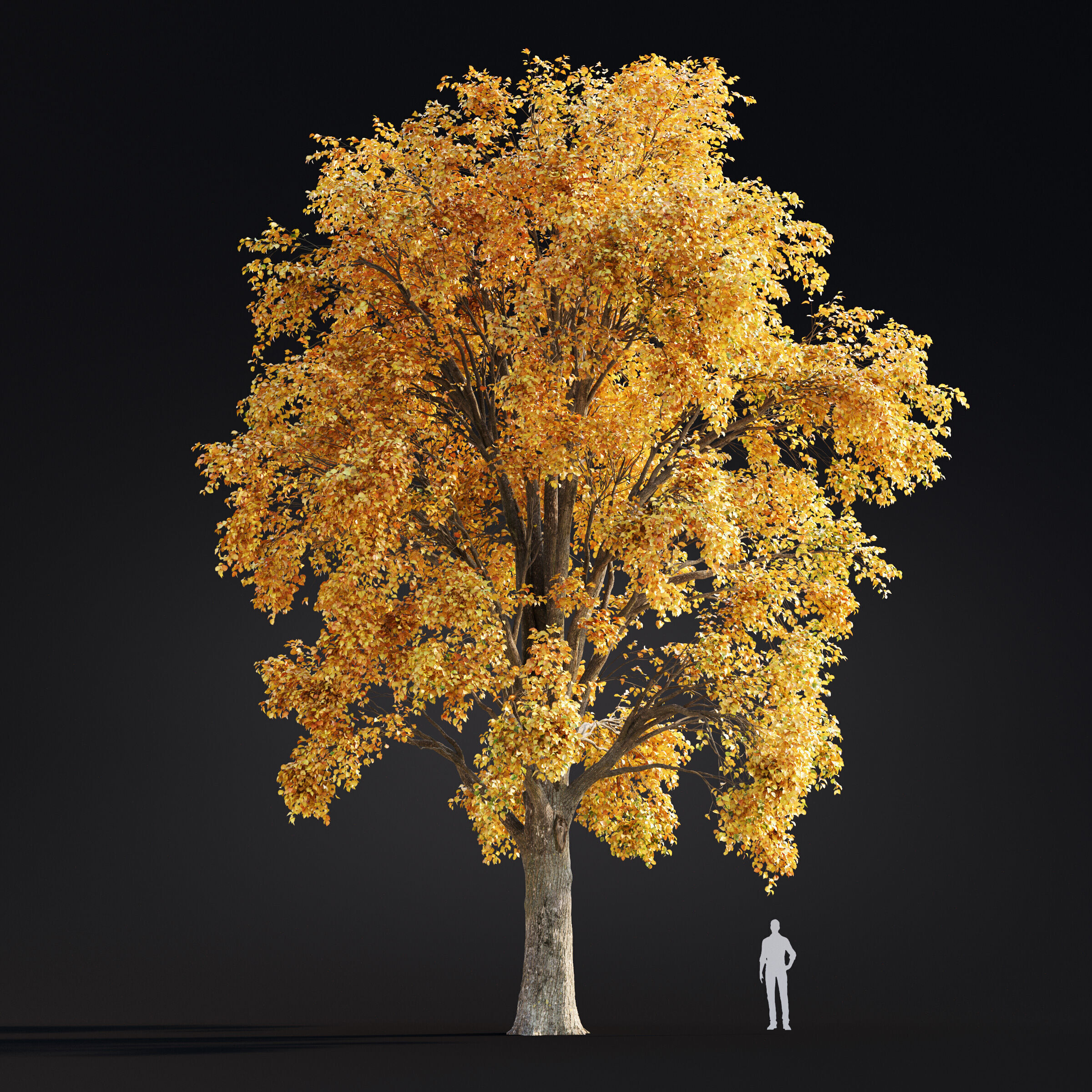 Archmodels vol 299 - summer and autumn trees 3D model_57