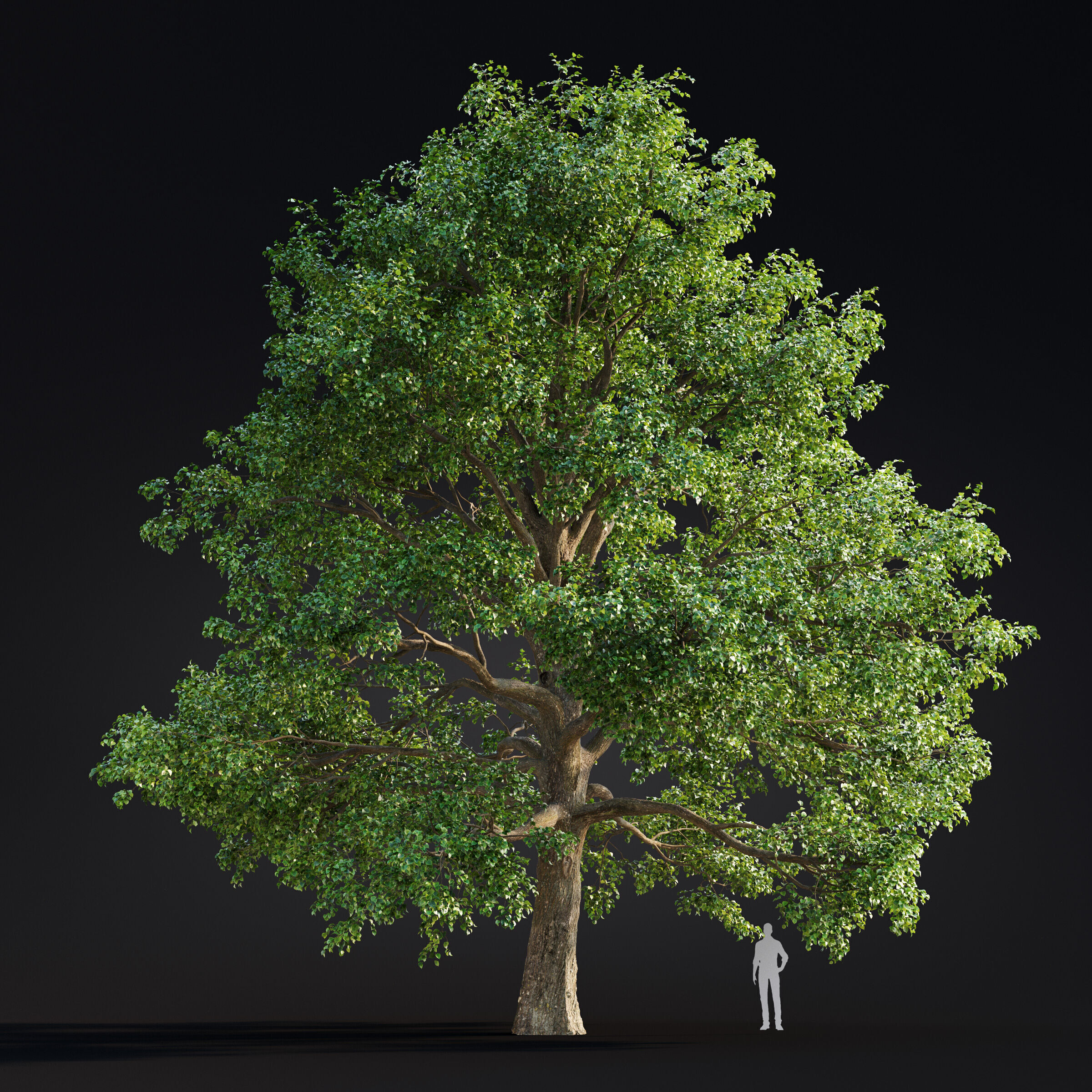Archmodels vol 299 - summer and autumn trees 3D model_50