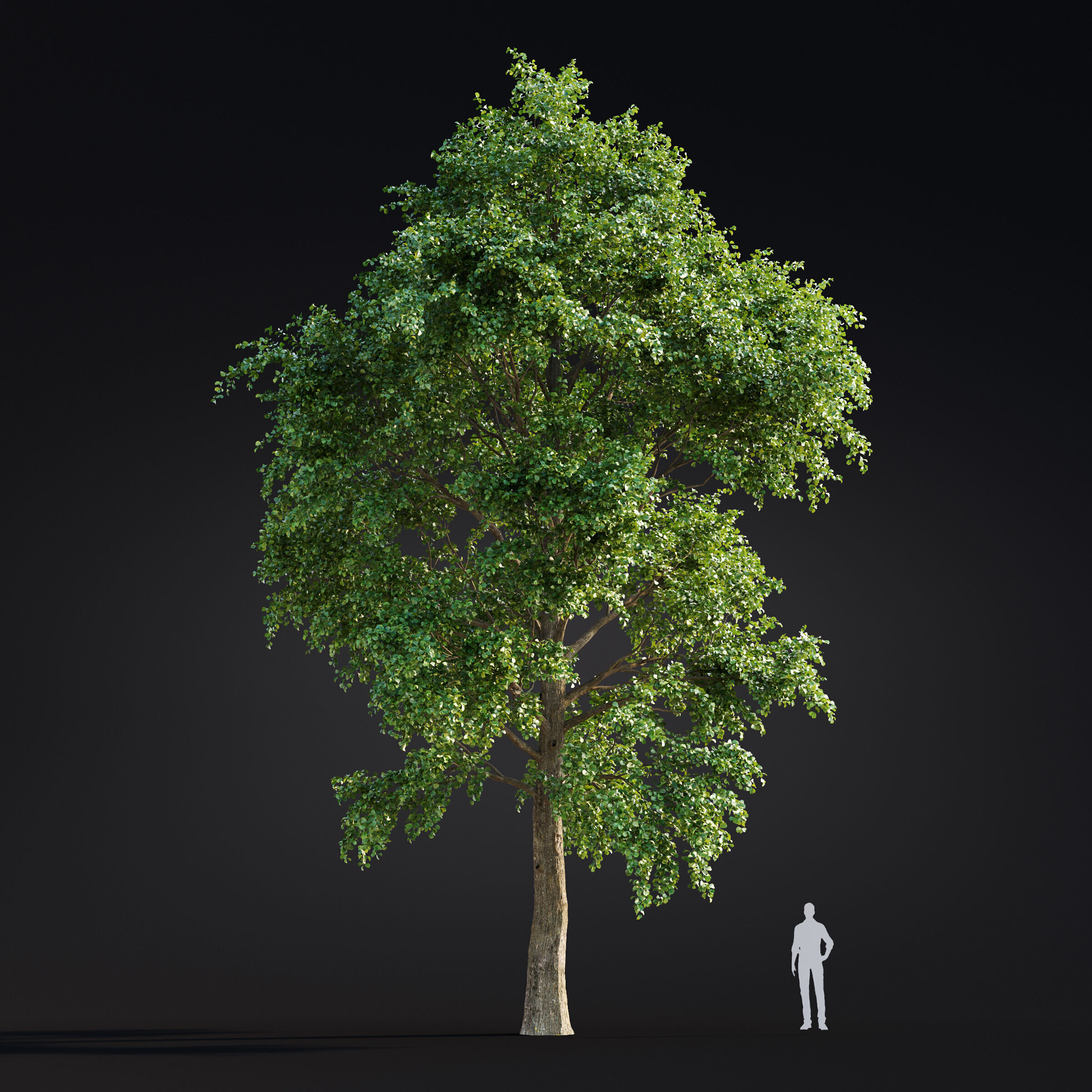Archmodels vol 299 - summer and autumn trees 3D model_32