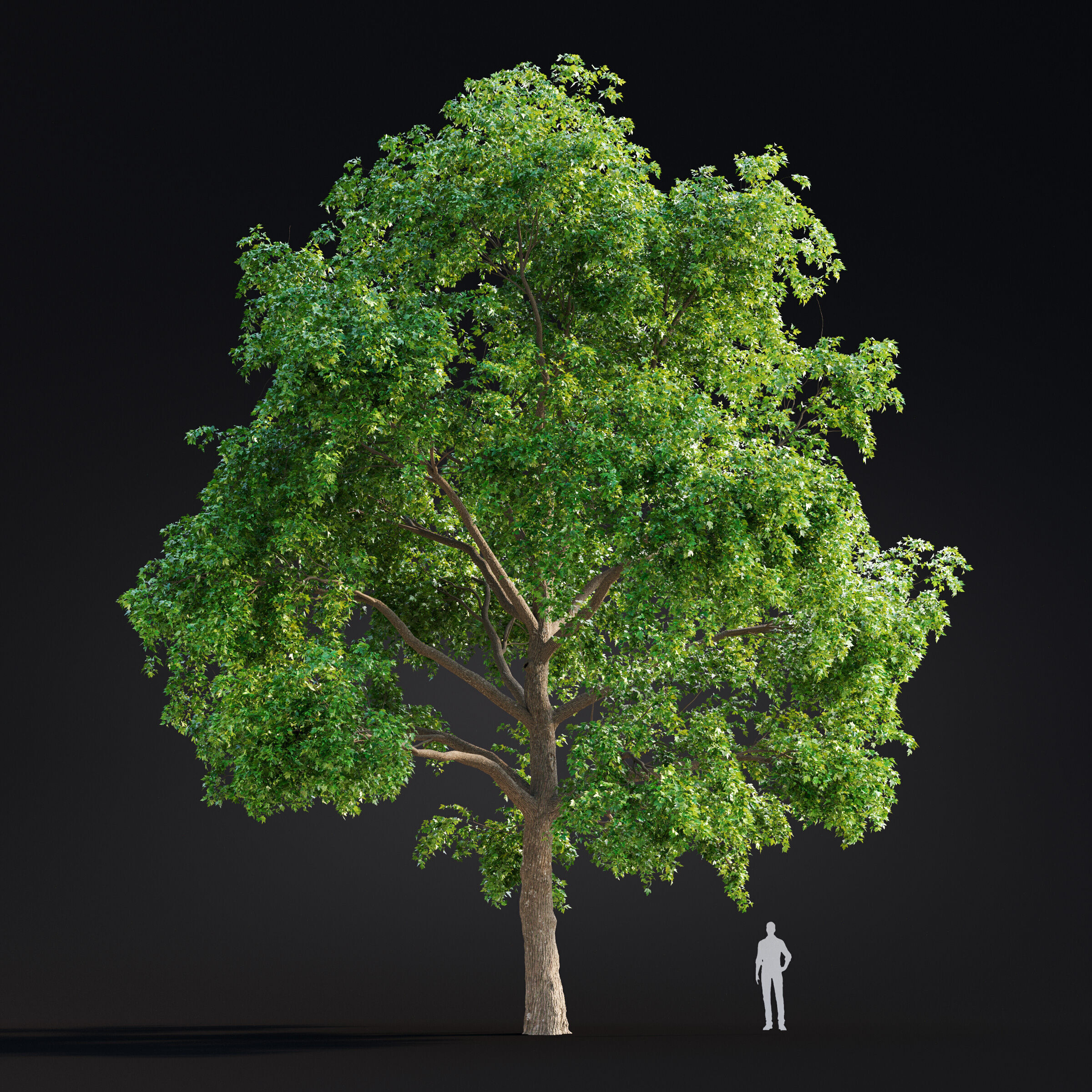 Archmodels vol 299 - summer and autumn trees 3D model_28
