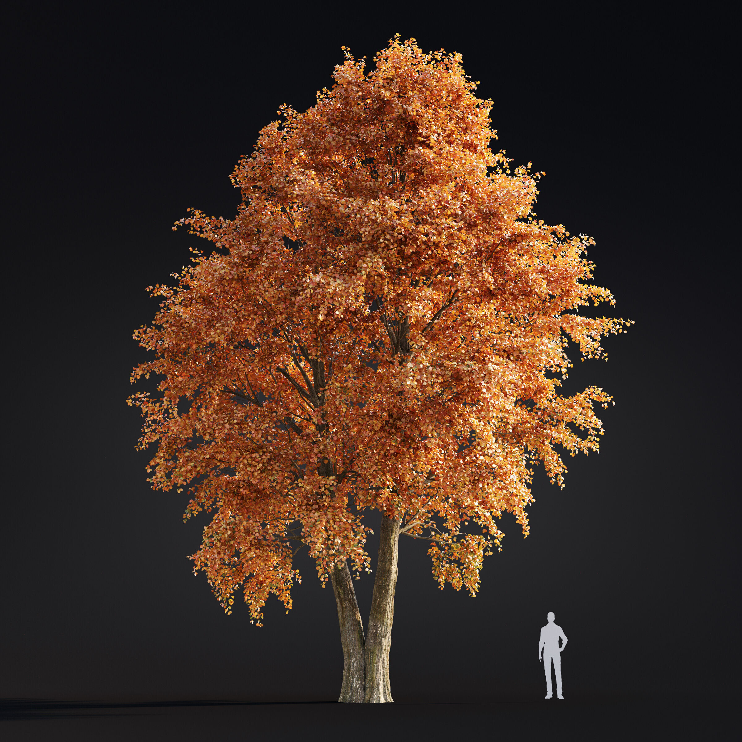 Archmodels vol 299 - summer and autumn trees 3D model_37