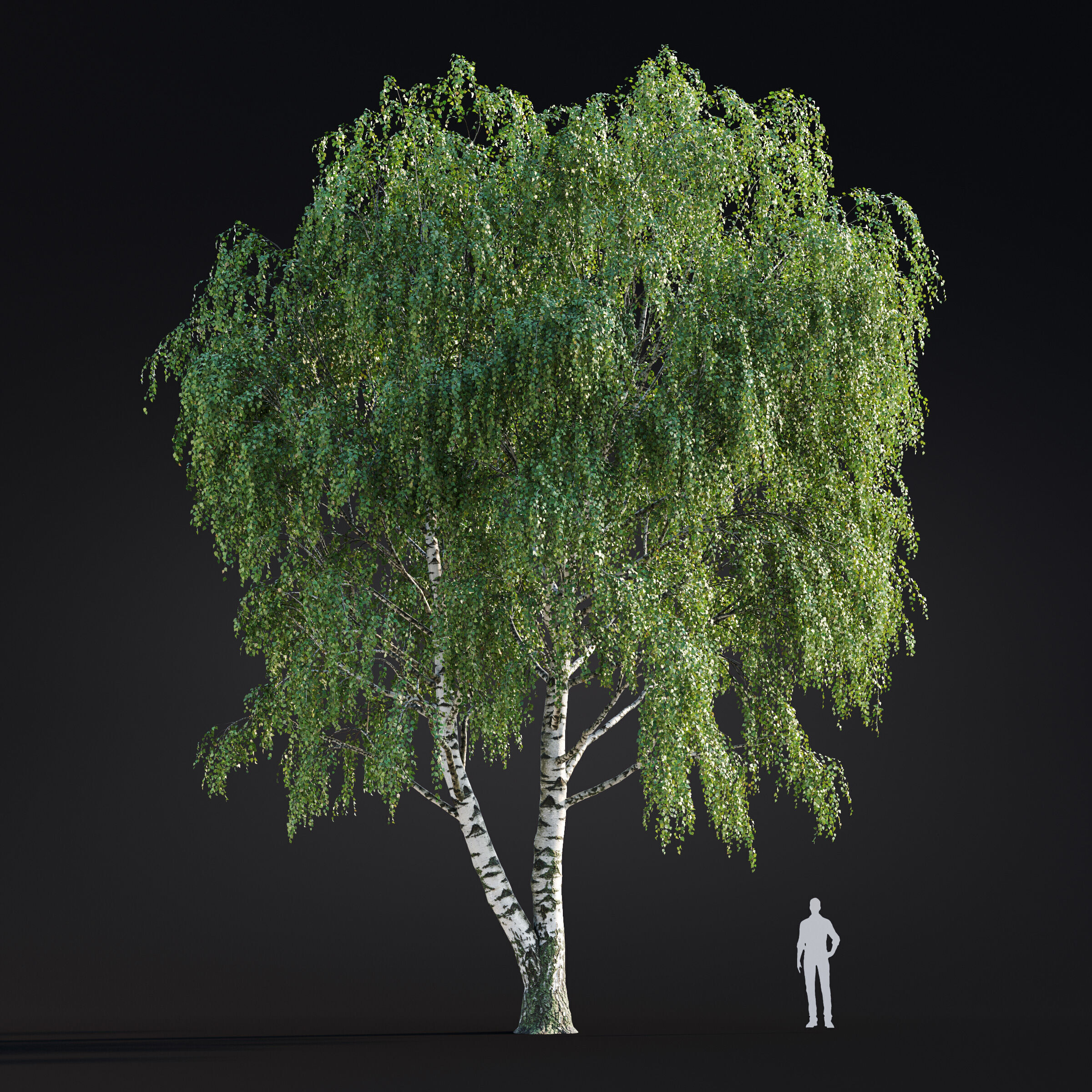 Archmodels vol 299 - summer and autumn trees 3D model_12