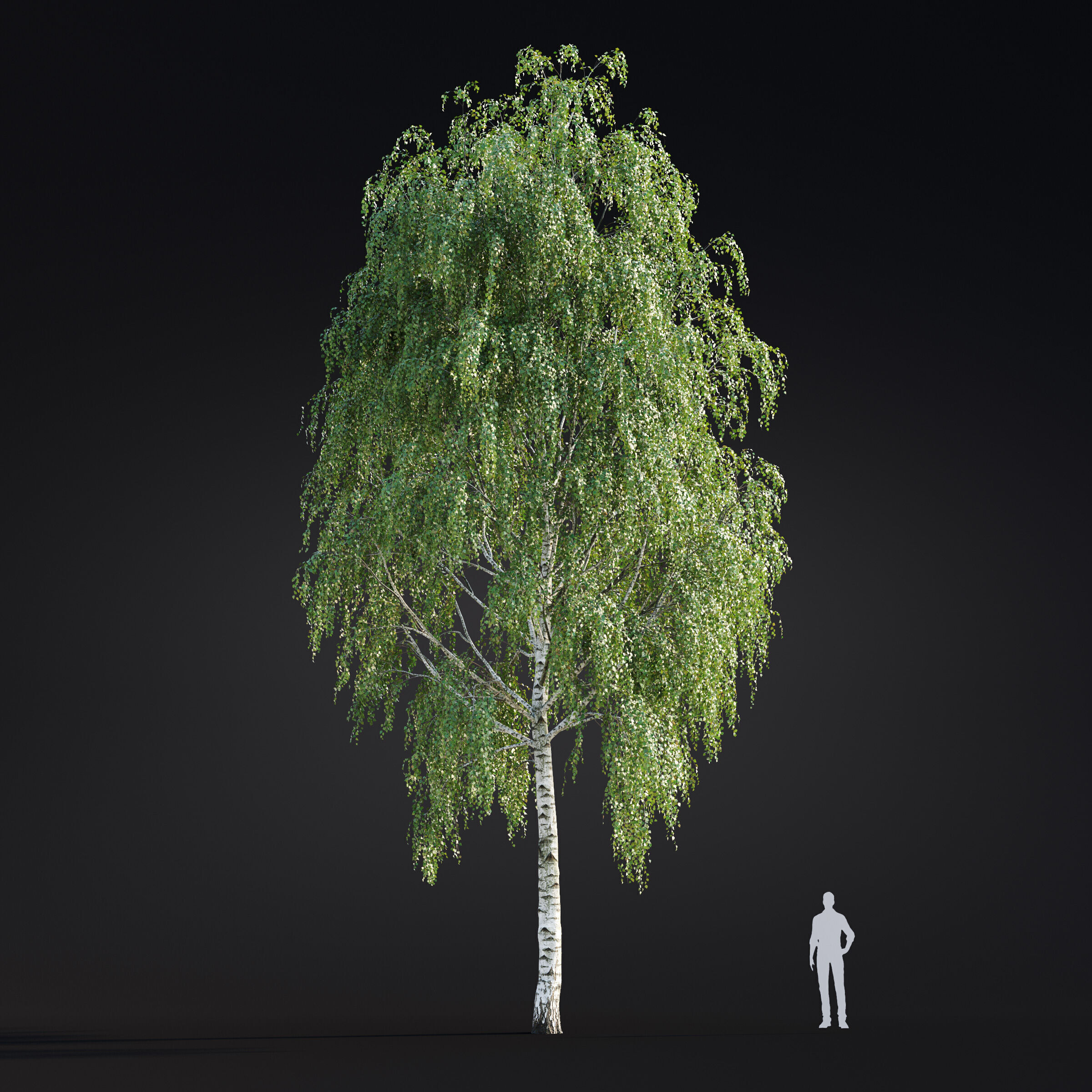 Archmodels vol 299 - summer and autumn trees 3D model_20