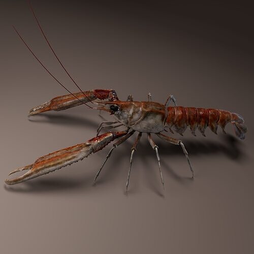 Nephrops norvegicus 3D Model  3D model