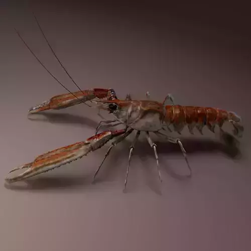 Nephrops norvegicus 3D Model  3D model