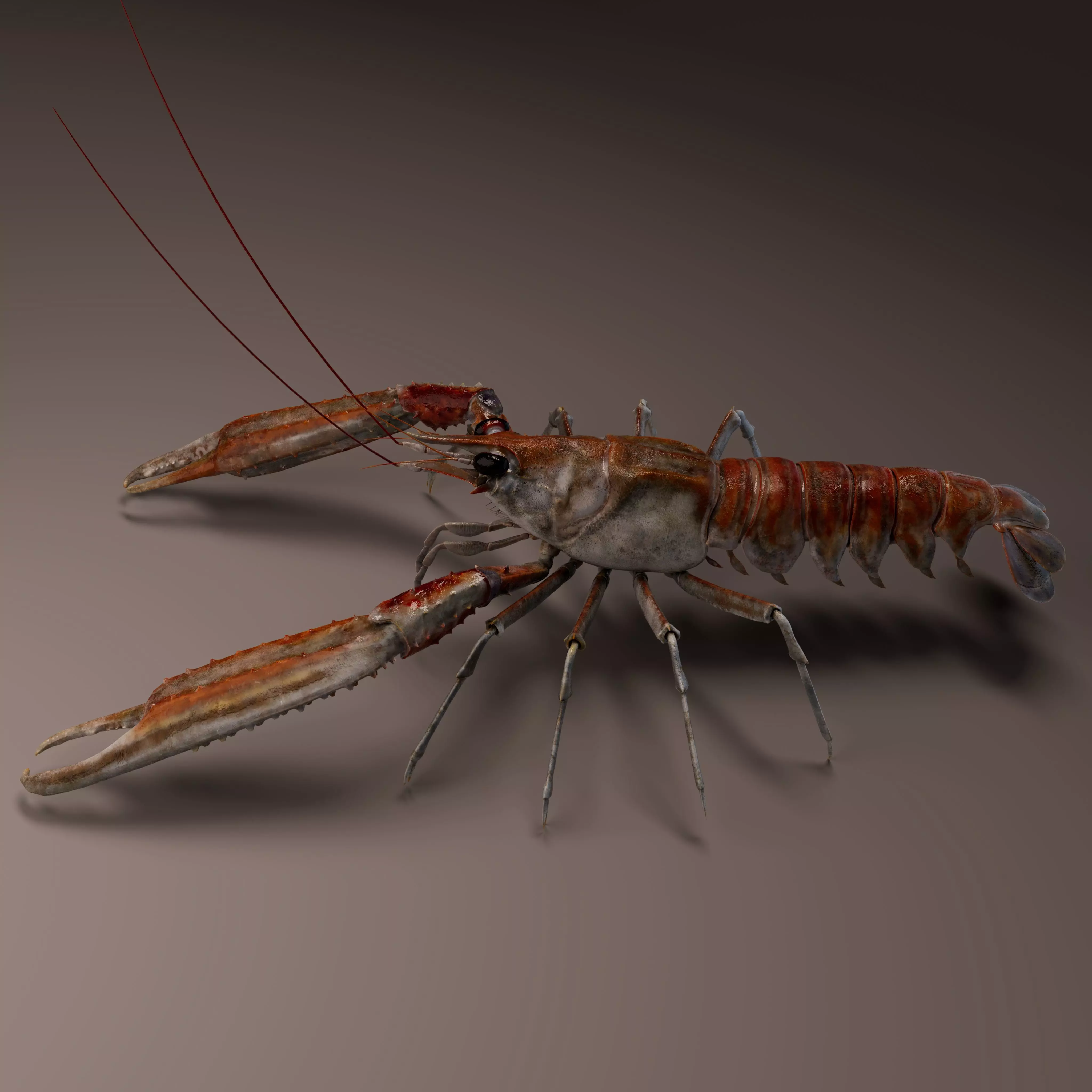 Nephrops norvegicus 3D Model Free 3D model_0