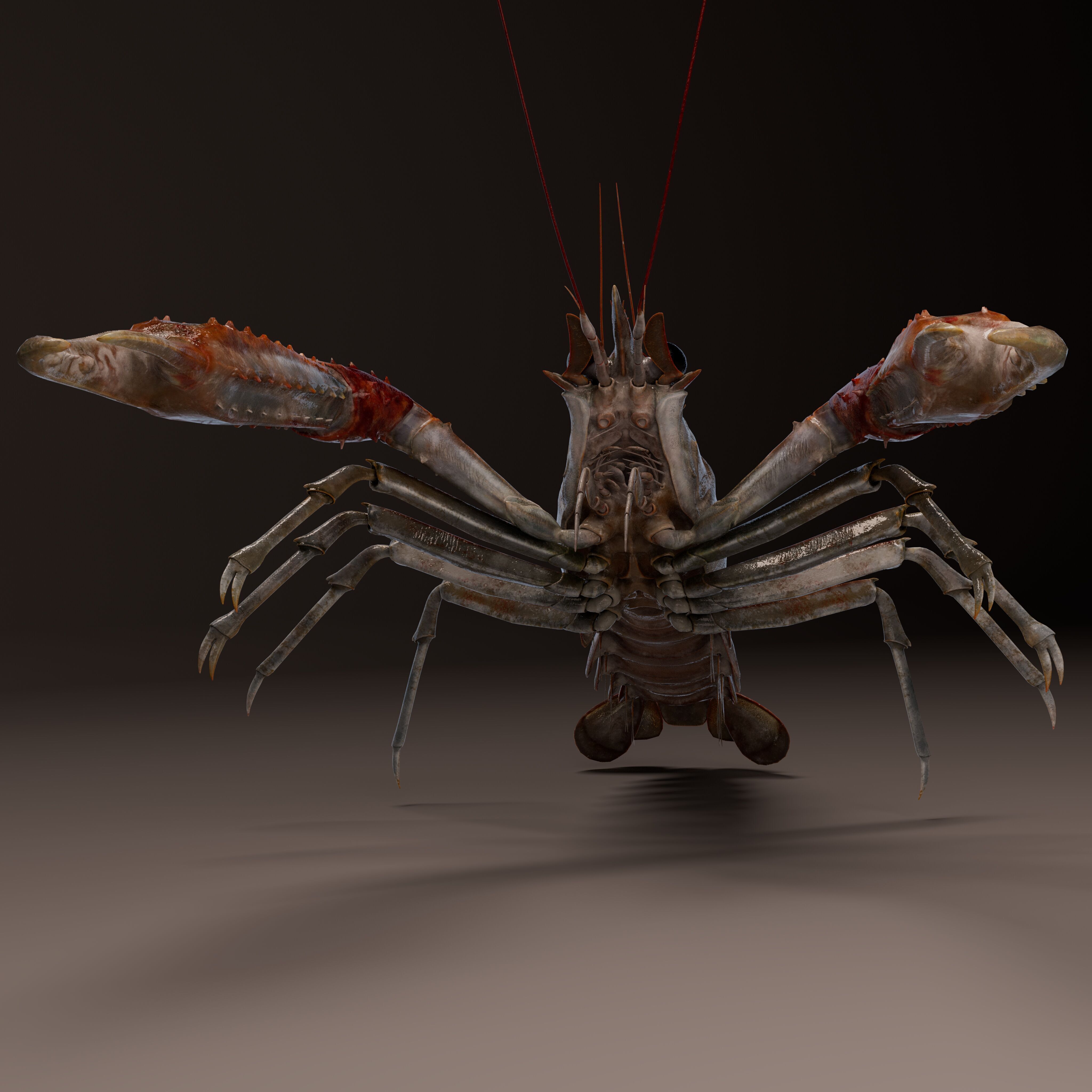 Nephrops norvegicus 3D Model Free 3D model_4