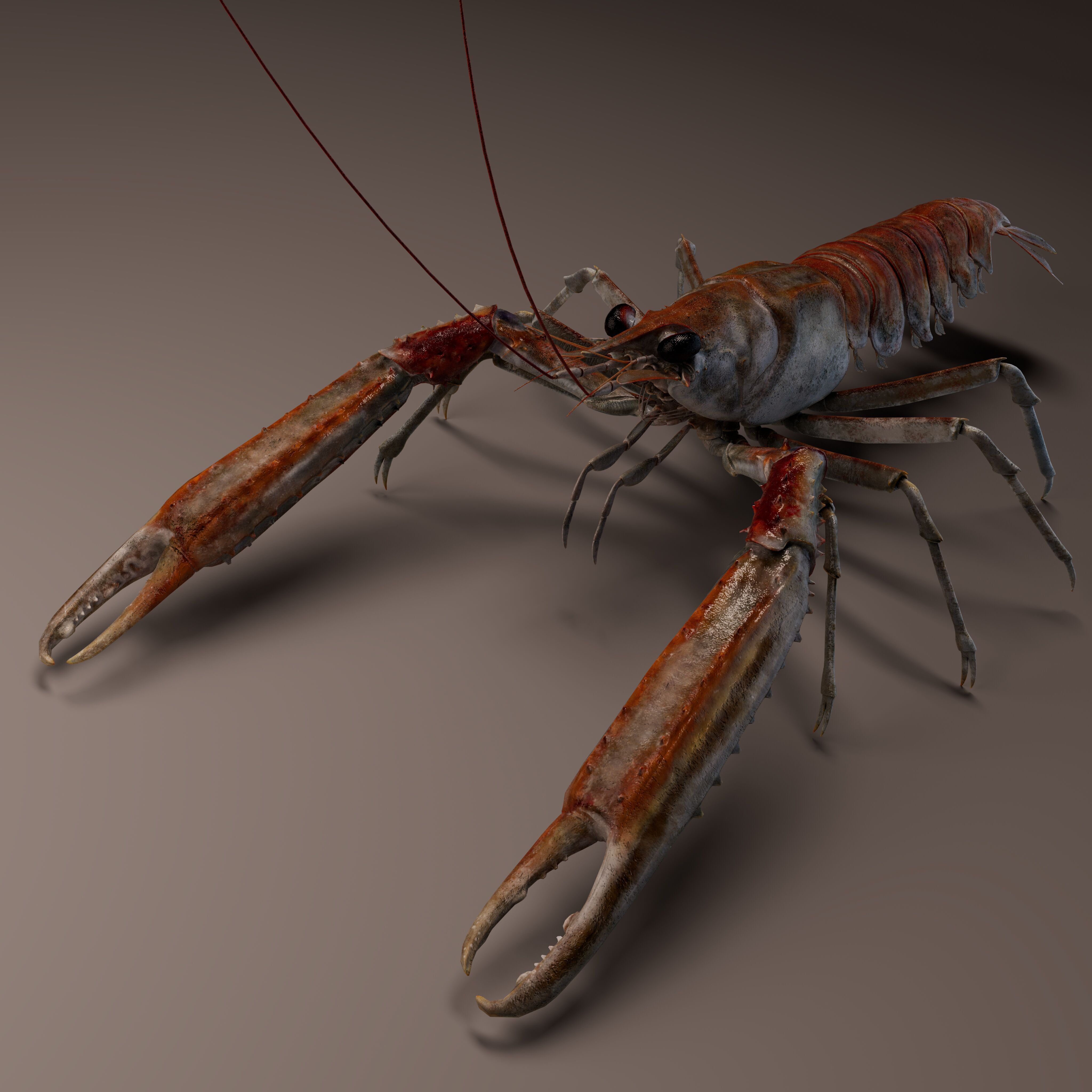 Nephrops norvegicus 3D Model Free 3D model_3