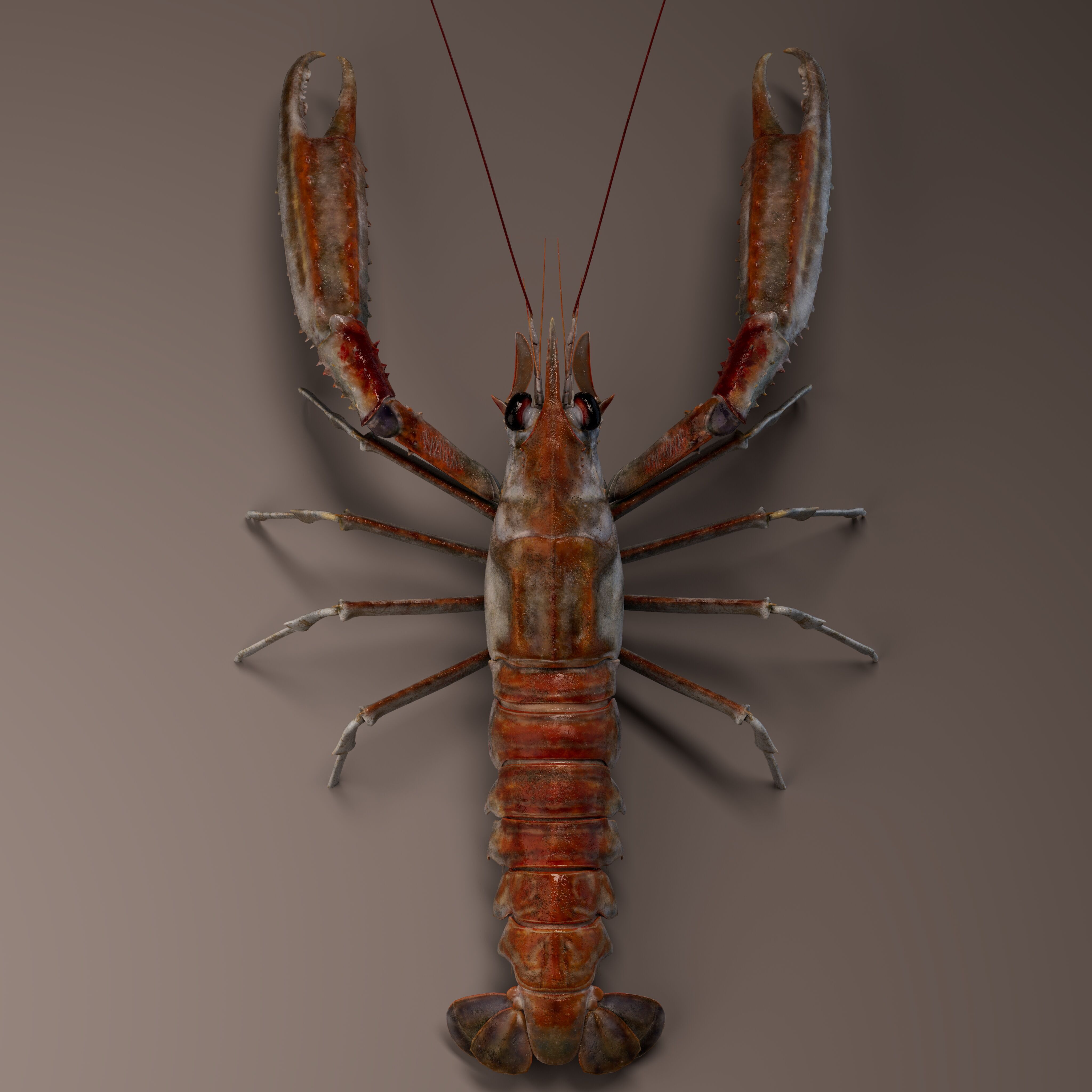 Nephrops norvegicus 3D Model Free 3D model_2