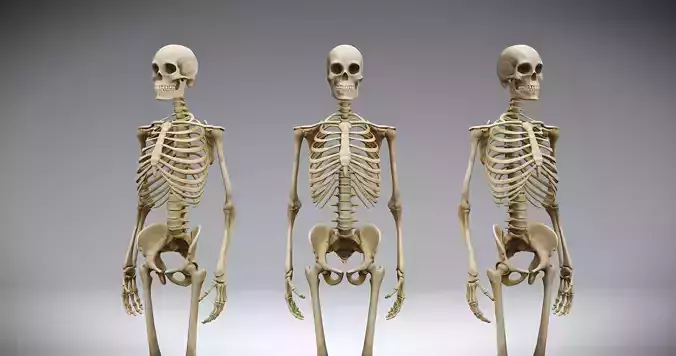 Human Skeleton Caucasian Male Animated High Qulity 3D Model