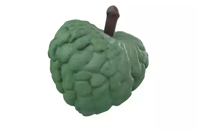 Realistic Sugar-Apple Cherimoya  Atemoya Pinha