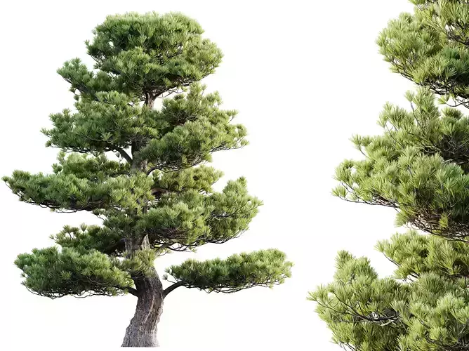 AV Plant Pinus Bonsai Sylvestris Pine Parviflora Scotch Contorta 3D model