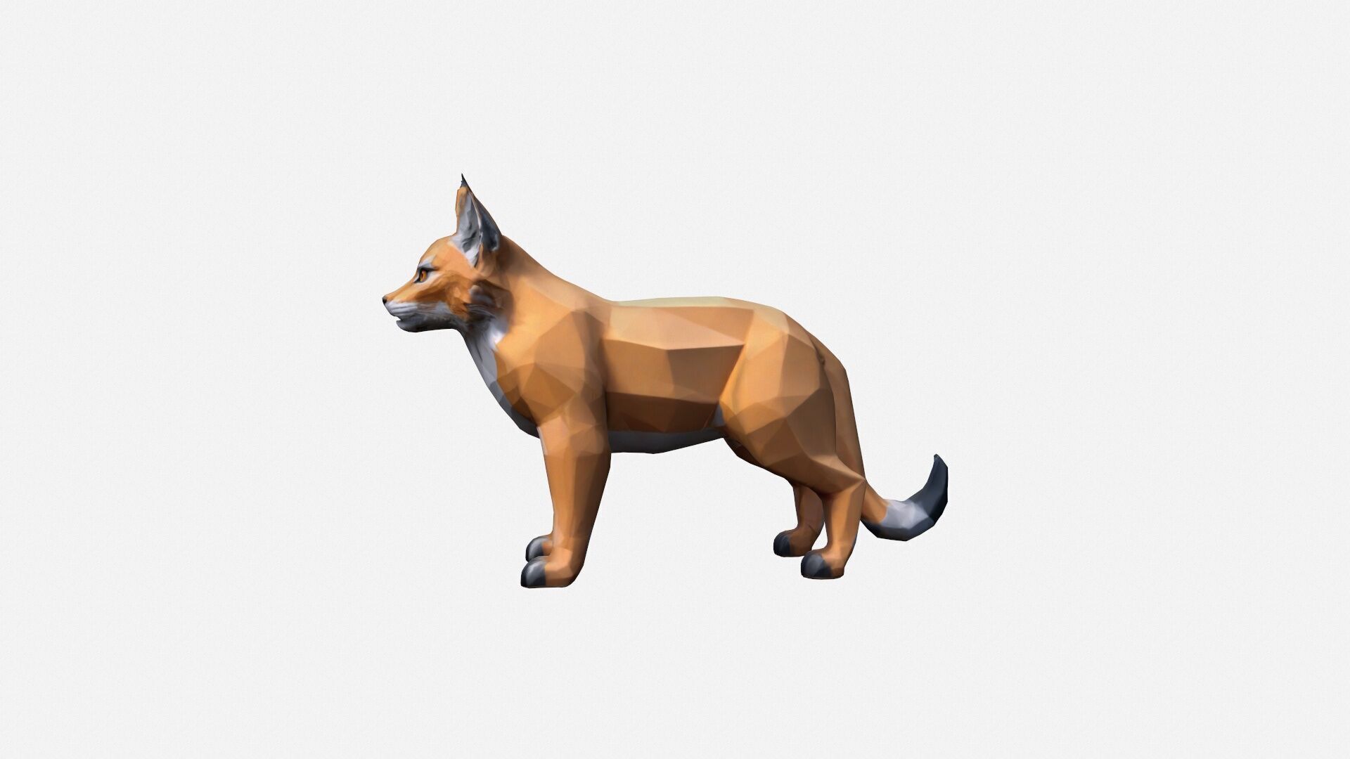 3d Render The Lynx Is A Medium-sized Wild Cat 3D model_6