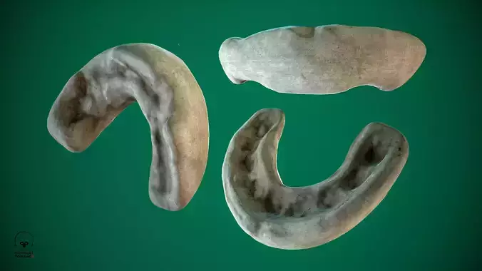 Mouthguard Low-poly 3D model
