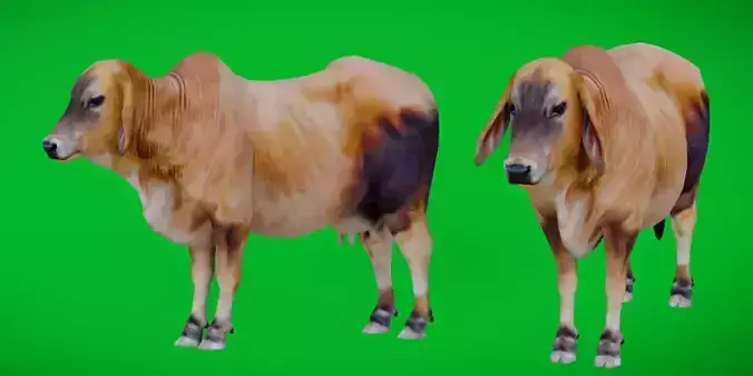 Indian Cow Low-poly 3D model