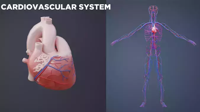 Cardiovascular System 3D Model Human Heart Blood Vessel Anatomy
