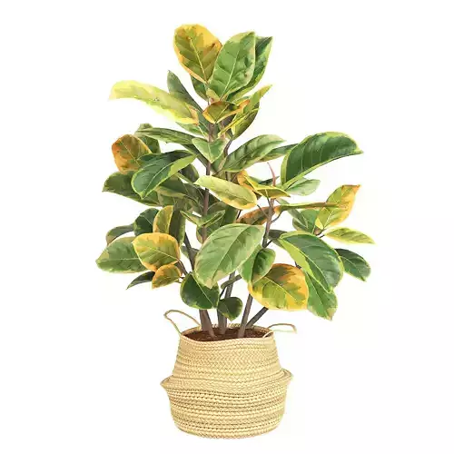 Indoor Plant Ficus Altissima