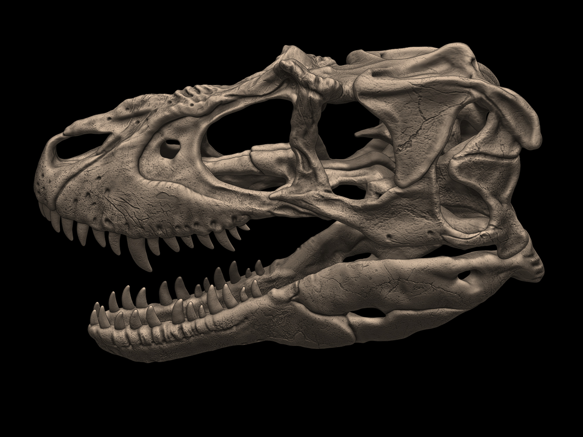 Albertosaurus Skull 3D print model_6