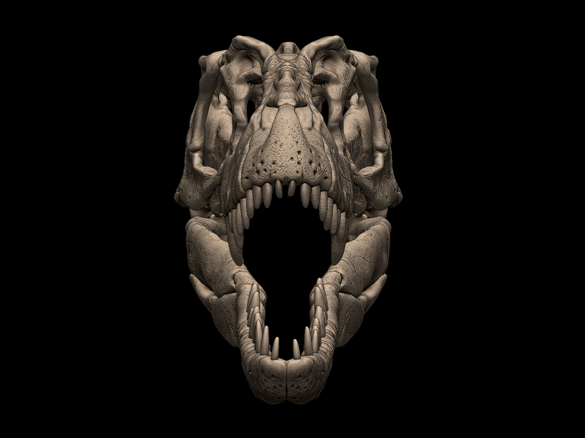 Albertosaurus Skull 3D print model_2
