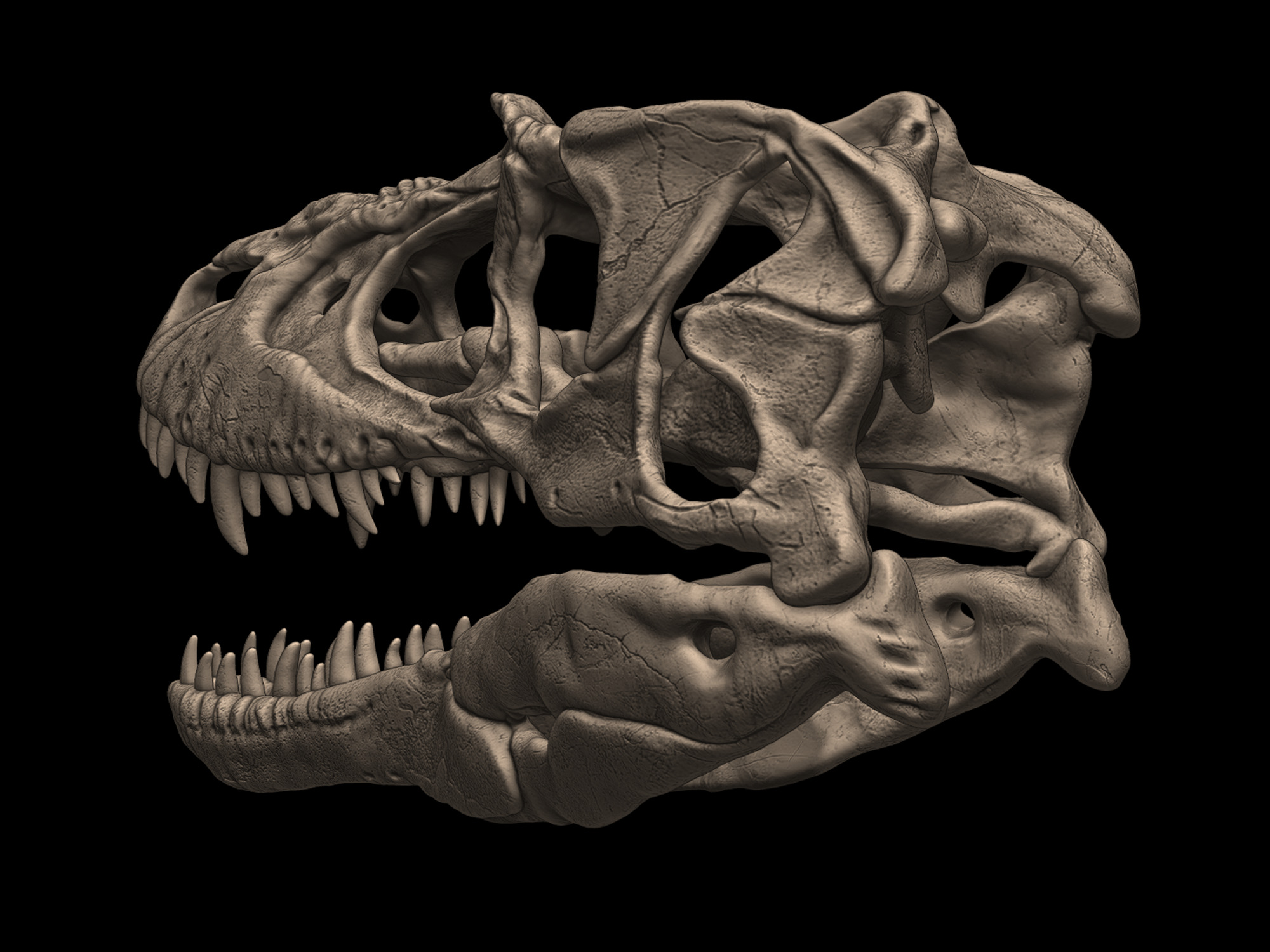 Albertosaurus Skull 3D print model_5