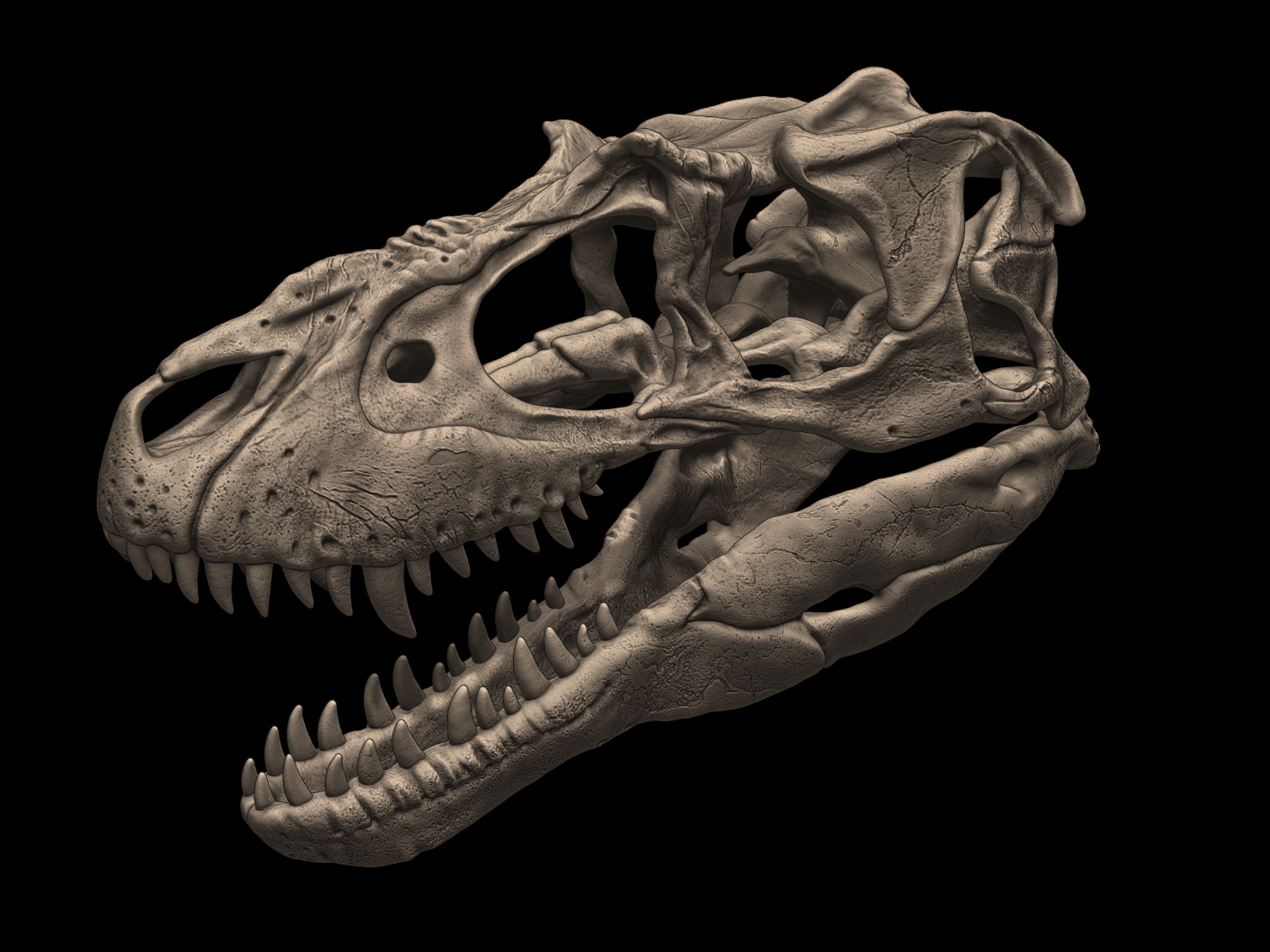 Albertosaurus Skull 3D print model_1