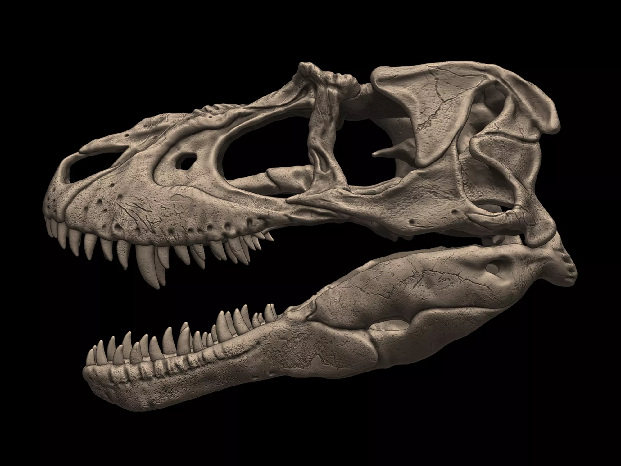 Albertosaurus Skull 3D print model_0