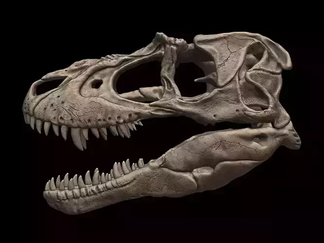 Albertosaurus Skull 3D print model