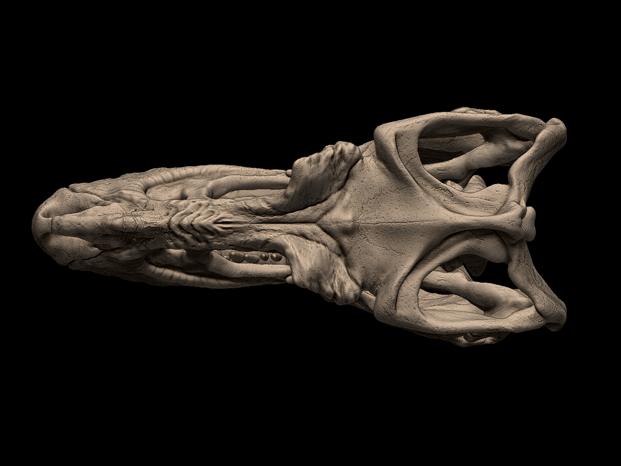 Albertosaurus Skull 3D print model_3