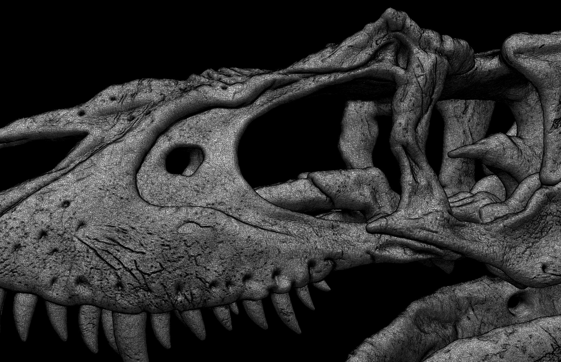 Albertosaurus Skull 3D print model_8