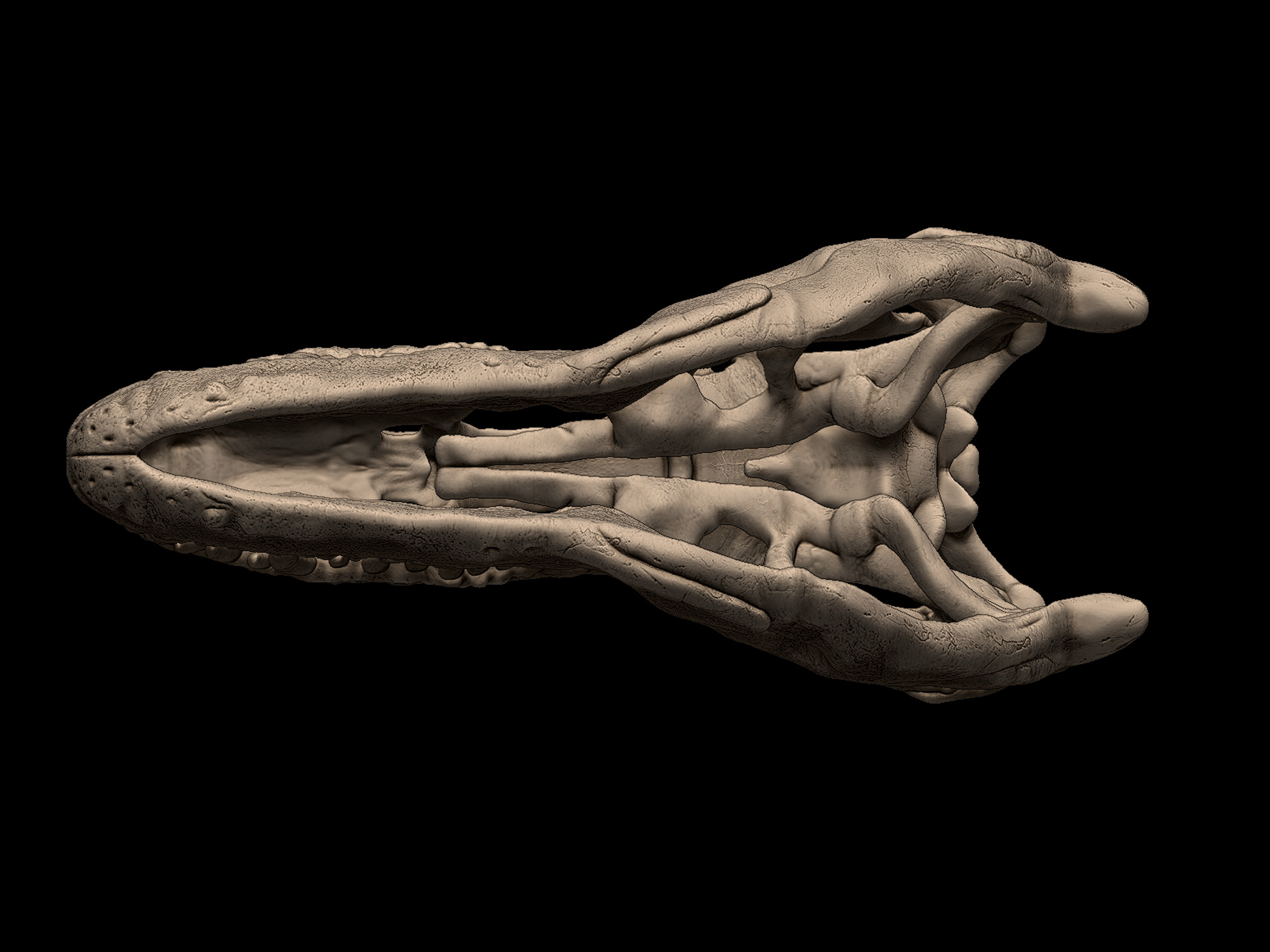 Albertosaurus Skull 3D print model_4