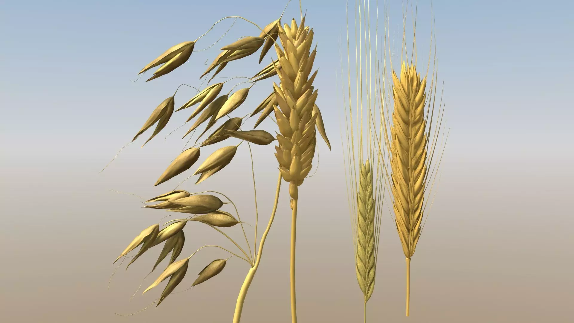 Grains 3D model