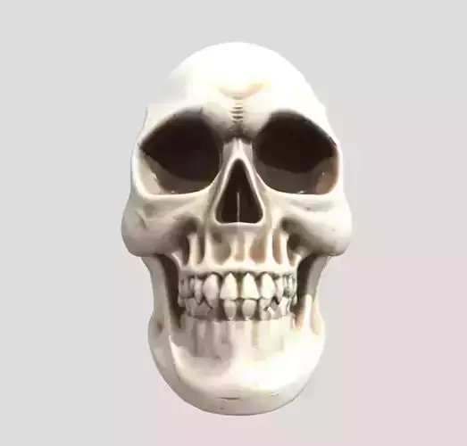 Human Skull 3D Model PBR Textured Anatomical Asset
