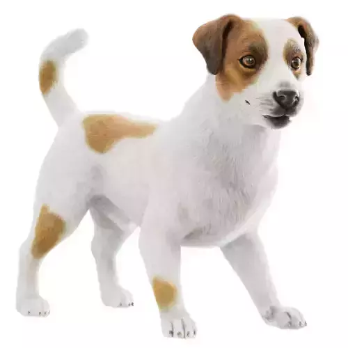 Jack Russell Terrier Dog