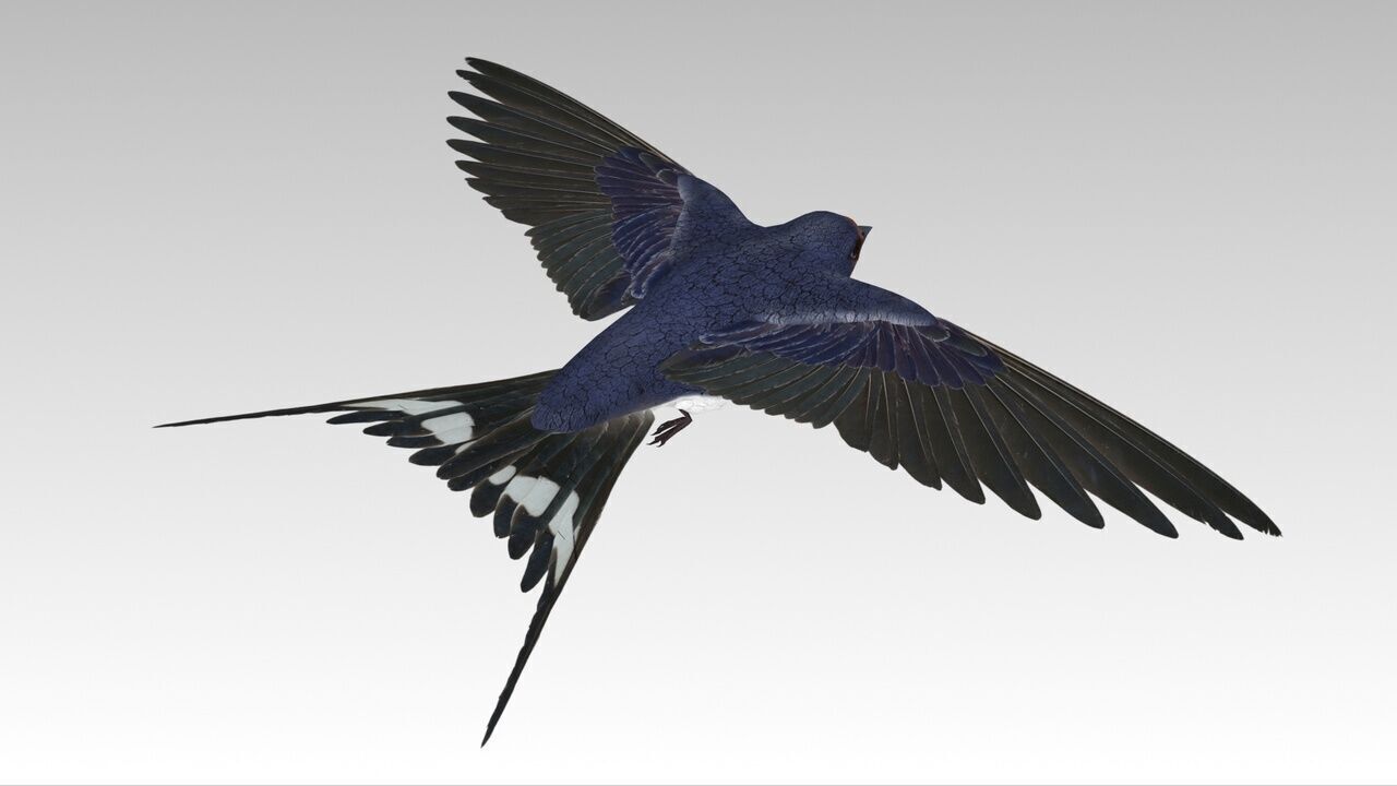 Swallow Bird Low-poly 3D model_3