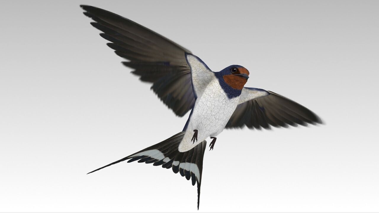 Swallow Bird Low-poly 3D model_6