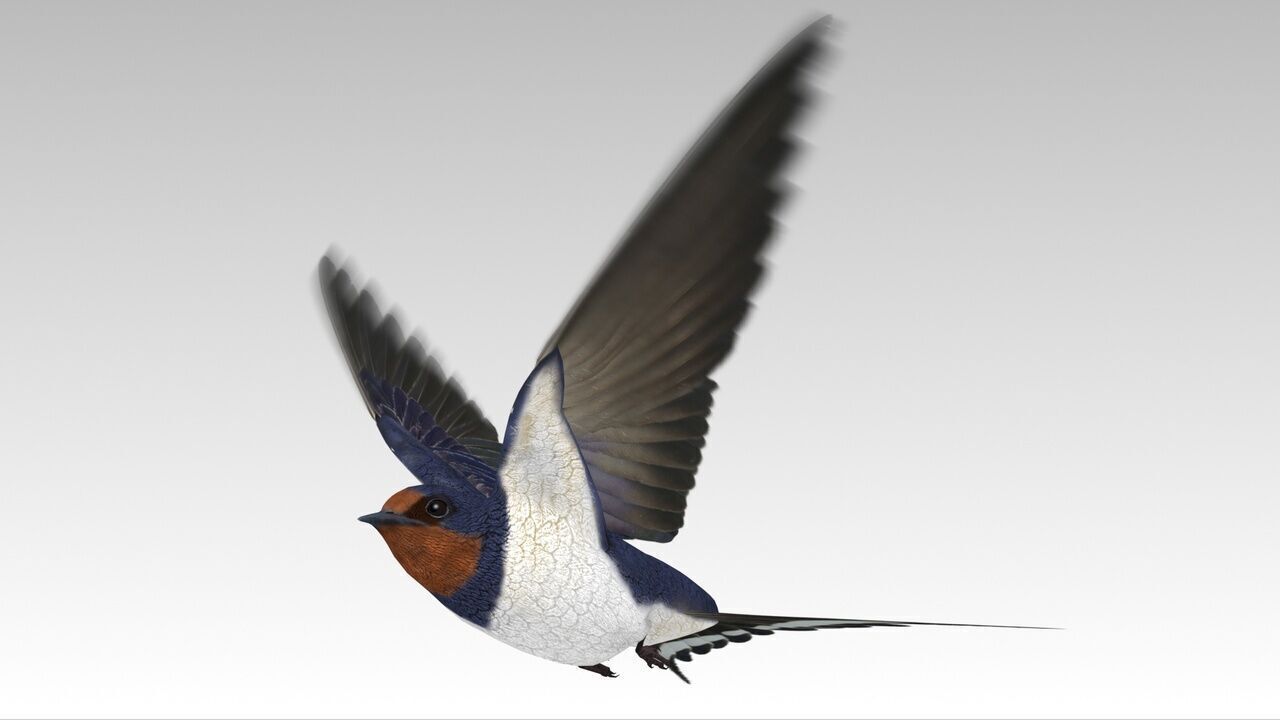 Swallow Bird Low-poly 3D model_5
