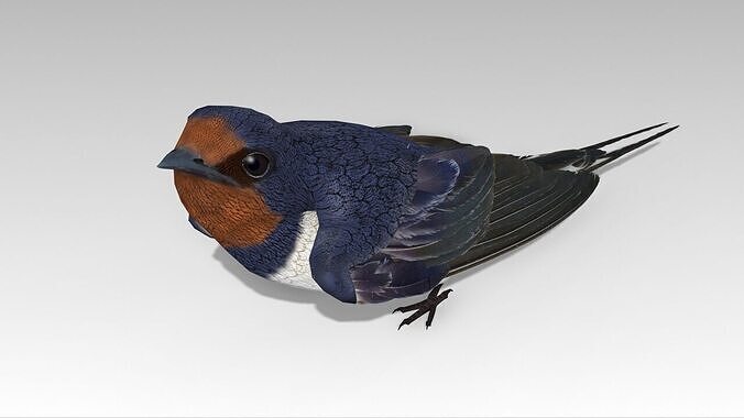 Swallow Bird Low-poly 3D model
