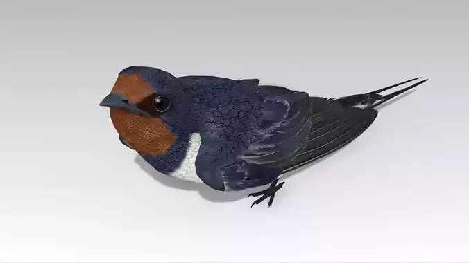 Swallow Bird