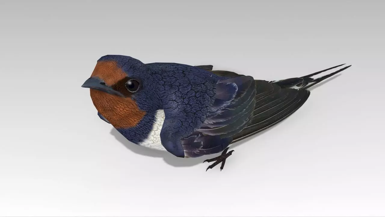 Swallow Bird Low-poly 3D model_0