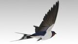 Swallow Bird Low-poly 3D model_2
