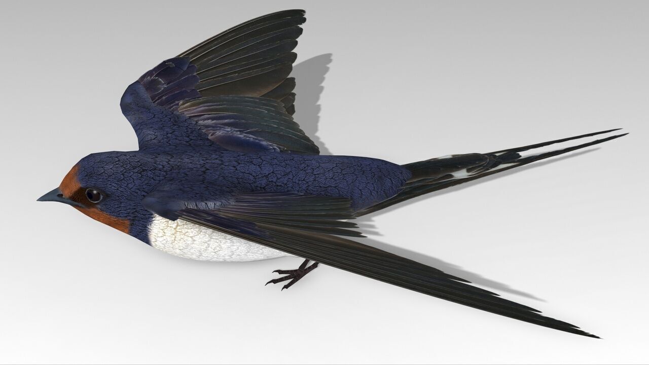 Swallow Bird Low-poly 3D model_1