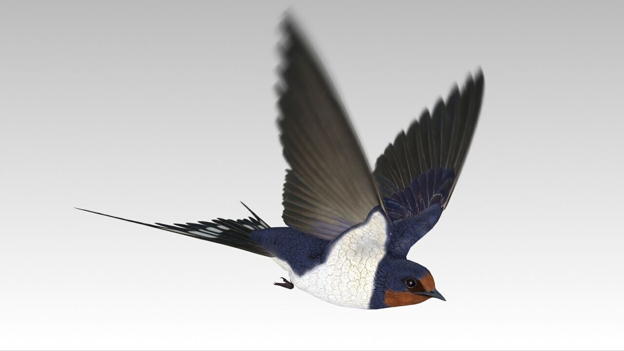 Swallow Bird Low-poly 3D model_4