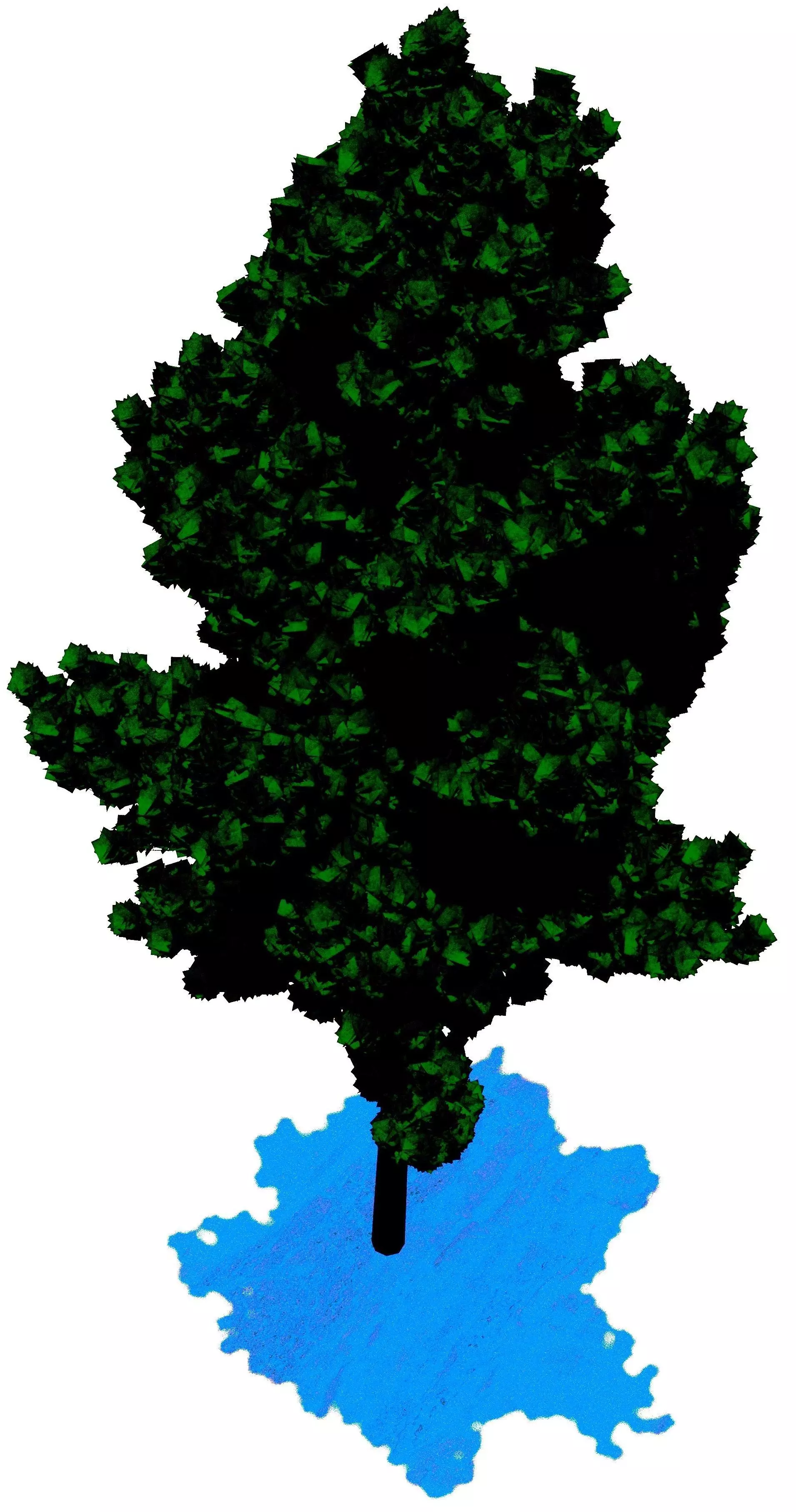 Realistic 3D Conifer Tree Model Free 3D model