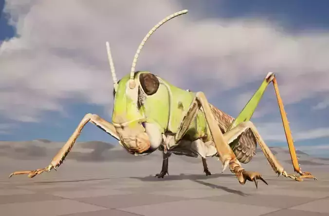 Locusta migratoria Low-poly 3D model
