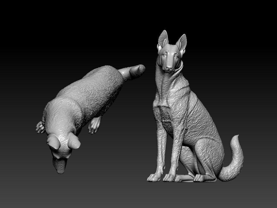 Malinois Sheepdog - Belgian Shepherd model - 3D print 3D print model_2