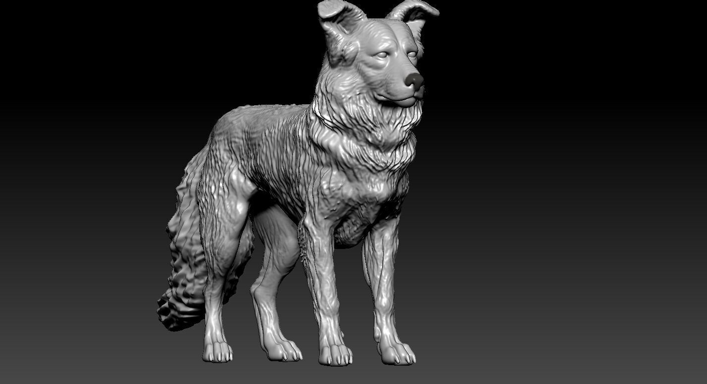 The Australian Shepherd - Australian Berger model - 3D print 3D print model_2